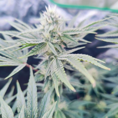 XLVR? #1 growlog timeline photo