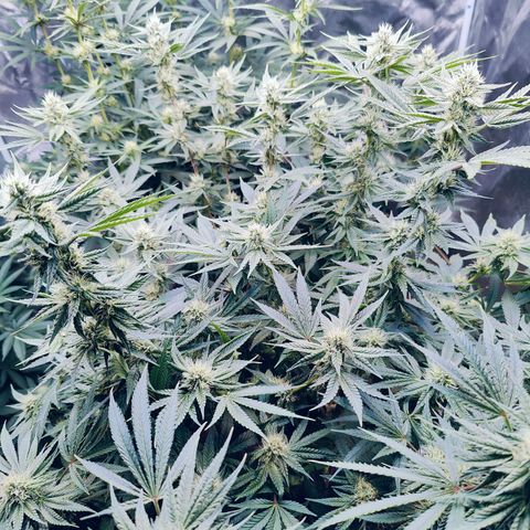 XLVR? #1 growlog timeline photo