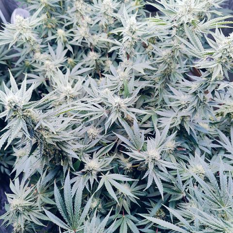 XLVR? #1 growlog timeline photo