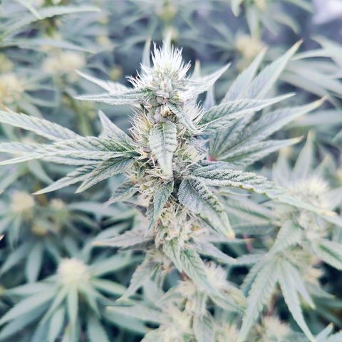 XLVR? #1 growlog timeline photo