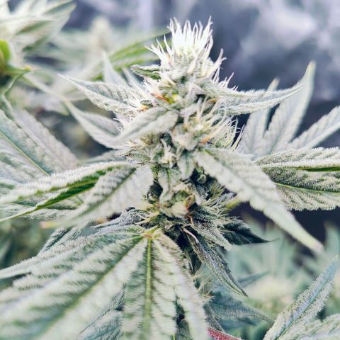 XLVR? #1 growlog timeline photo