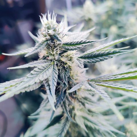 XLVR? #1 growlog timeline photo