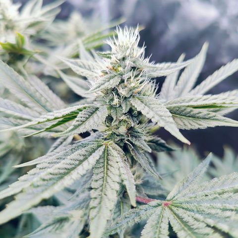 XLVR? #1 growlog timeline photo
