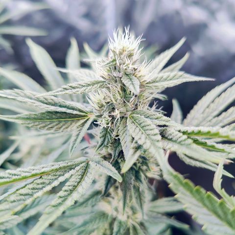 XLVR? #1 growlog timeline photo