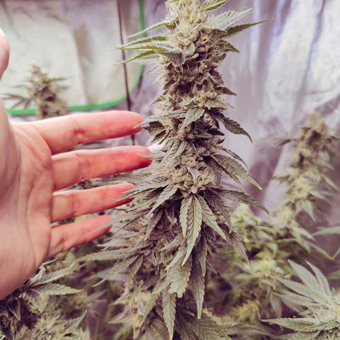 XLVR? #1 growlog timeline photo