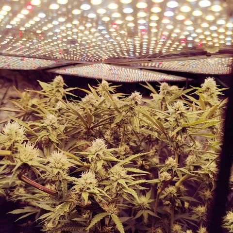 XLVR? #1 growlog timeline photo