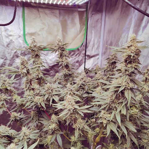 XLVR? #1 growlog timeline photo