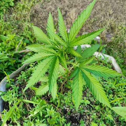 Platinum Kush Breath Remix🎧 growlog timeline photo