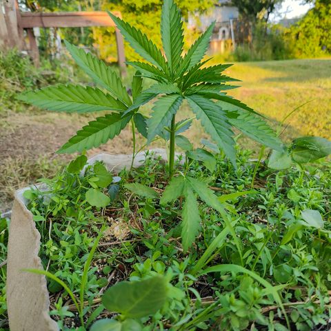 Platinum Kush Breath Remix🎧 growlog timeline photo