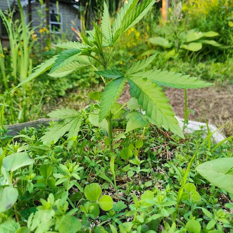 Platinum Kush Breath Remix🎧 growlog timeline photo