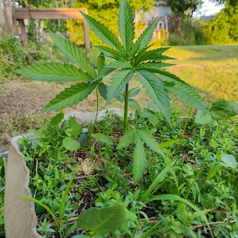 Platinum Kush Breath Remix🎧 growlog timeline photo