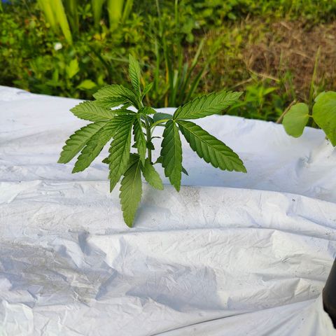 Slurricane Earth box  #1 growlog timeline photo