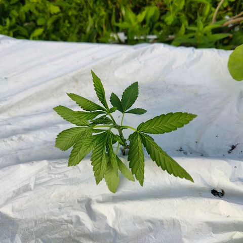 Slurricane Earth box  #1 growlog timeline photo