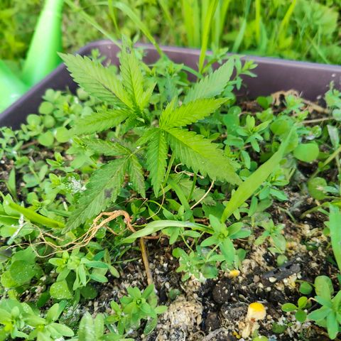 Jelly Breath J1 #1 growlog timeline photo