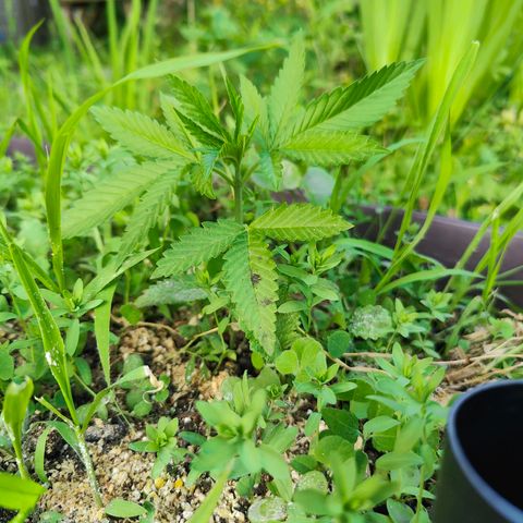 Jelly Breath J1 #1 growlog timeline photo