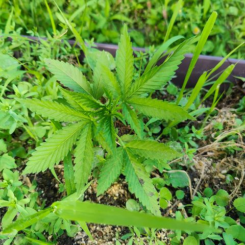 Jelly Breath J1 #1 growlog timeline photo