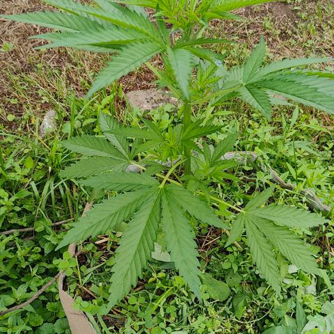 Platinum Kush Breath Remix🎧 growlog timeline photo