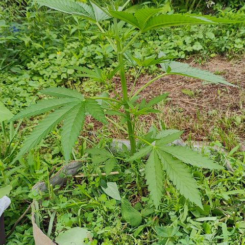 Platinum Kush Breath Remix🎧 growlog timeline photo