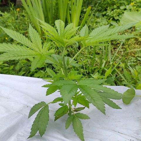 Slurricane Earth box  #1 growlog timeline photo