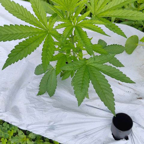 Slurricane Earth box  #1 growlog timeline photo
