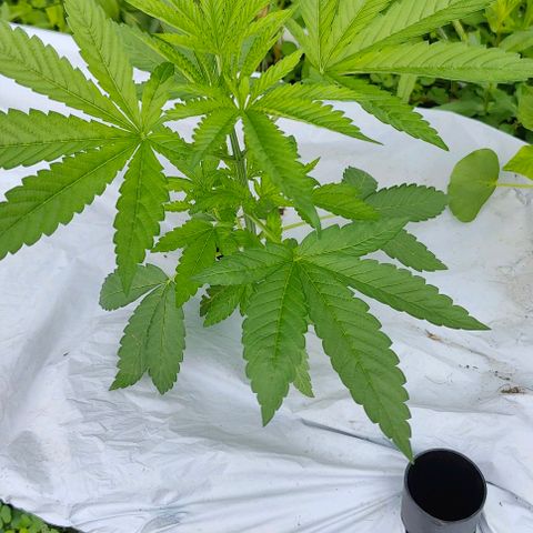 Slurricane Earth box  #1 growlog timeline photo