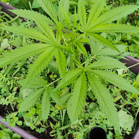 Jelly Breath J1 #1 growlog timeline photo