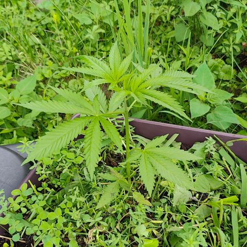 Jelly Breath J1 #2 growlog timeline photo