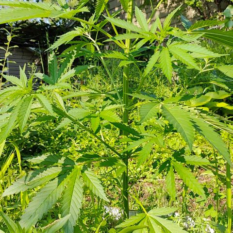 Platinum Kush Breath Remix🎧 growlog timeline photo