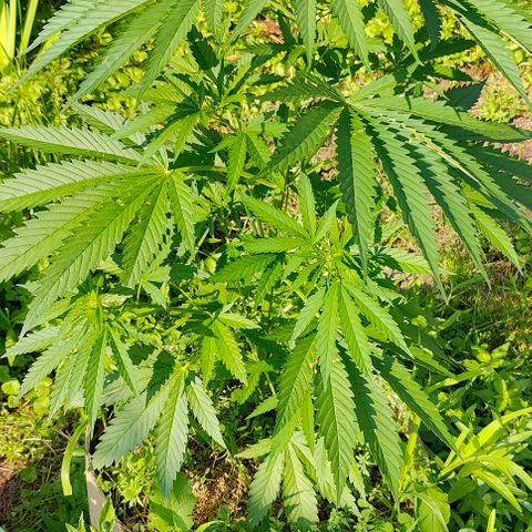 Platinum Kush Breath Remix🎧 growlog timeline photo