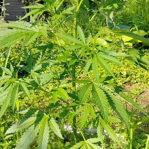 Platinum Kush Breath Remix🎧 growlog timeline photo