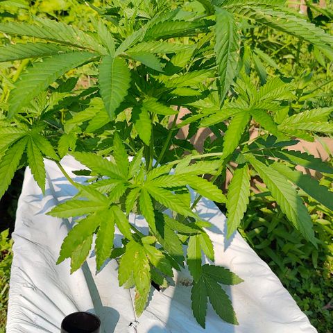 Slurricane Earth box  #1 growlog timeline photo