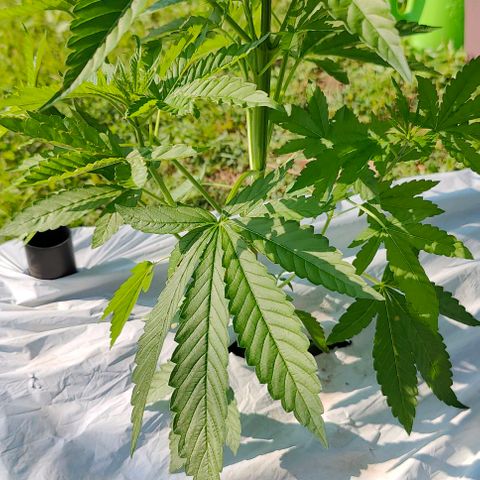 Slurricane Earth box  #1 growlog timeline photo