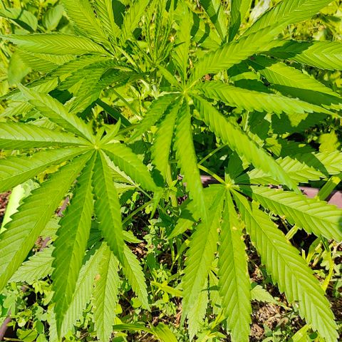 Jelly Breath J1 #2 growlog timeline photo
