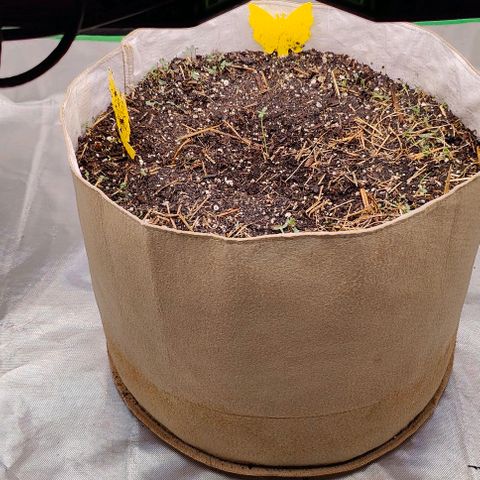 Cookies and Creamix Auto  growlog timeline photo