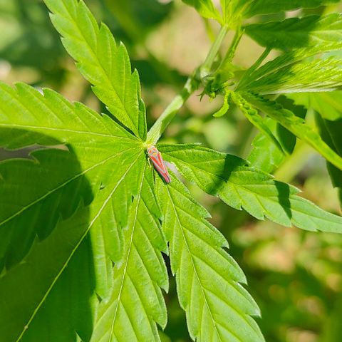 Platinum Kush Breath Remix🎧 growlog timeline photo