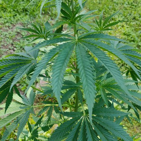 Platinum Kush Breath Remix🎧 growlog timeline photo