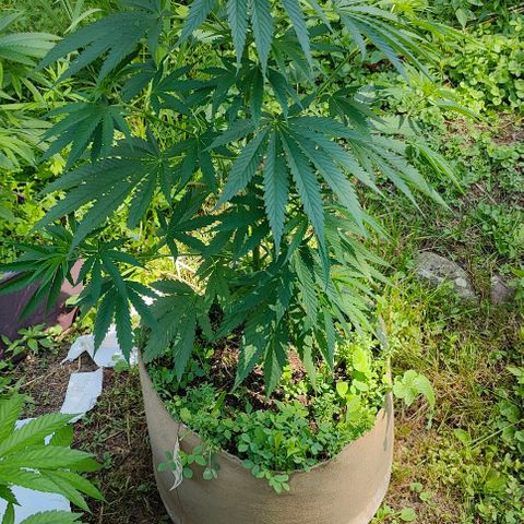 Platinum Kush Breath Remix🎧 growlog timeline photo