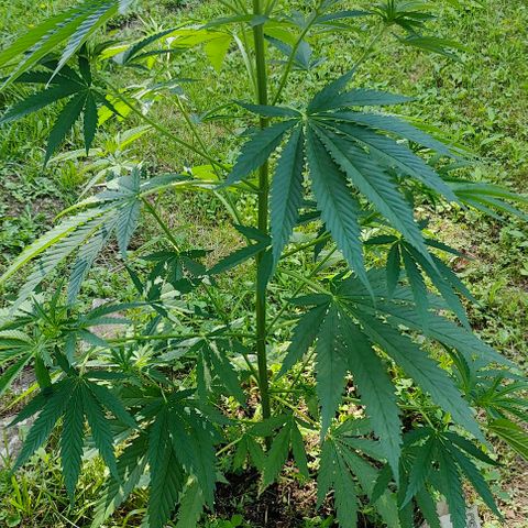 Platinum Kush Breath Remix🎧 growlog timeline photo