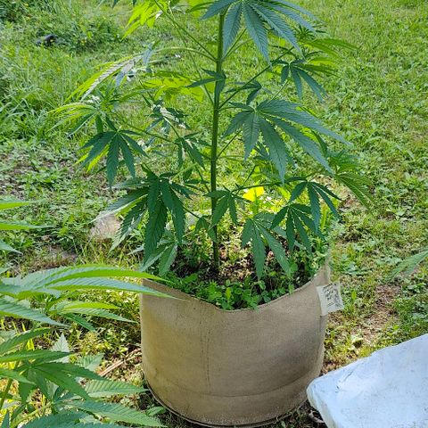 Platinum Kush Breath Remix🎧 growlog timeline photo