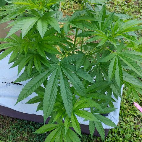Slurricane Earth box  #1 growlog timeline photo