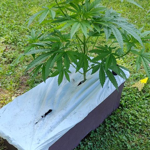 Slurricane Earth box  #1 growlog timeline photo