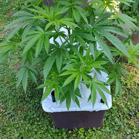 Slurricane Earth box  #1 growlog timeline photo