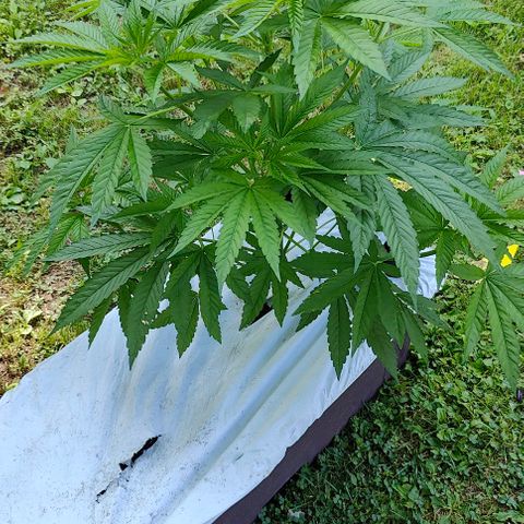 Slurricane Earth box  #1 growlog timeline photo