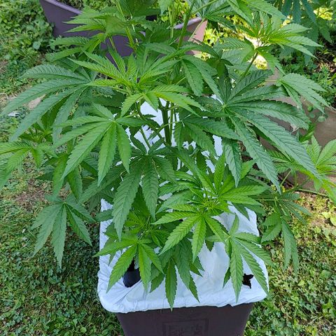 Slurricane Earth box  #1 growlog timeline photo