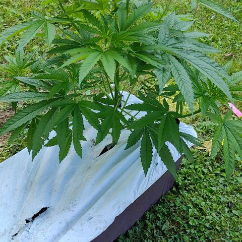 Slurricane Earth box  #1 growlog timeline photo