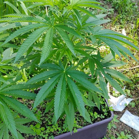 Jelly Breath J1 #1 growlog timeline photo