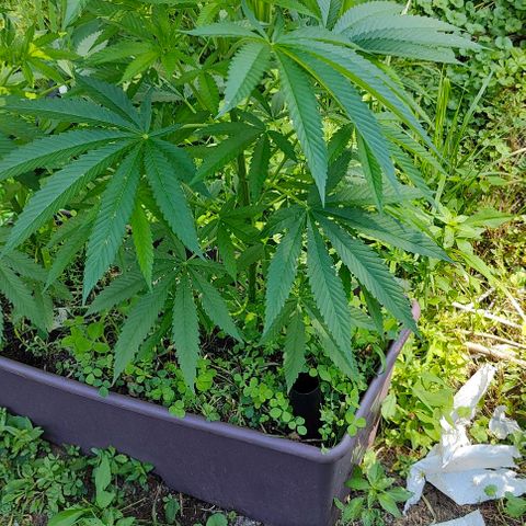 Jelly Breath J1 #1 growlog timeline photo