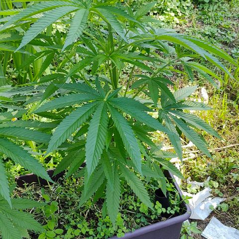 Jelly Breath J1 #1 growlog timeline photo