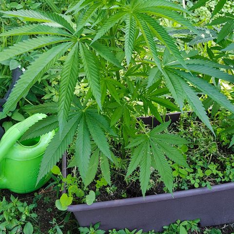 Jelly Breath J1 #2 growlog timeline photo