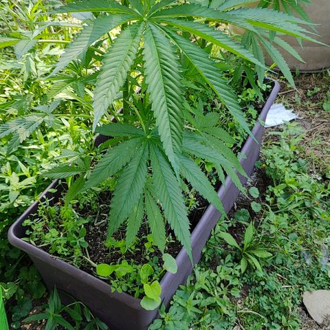 Jelly Breath J1 #2 growlog timeline photo